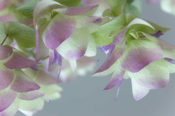 Close-up of ornamental oregano flowers